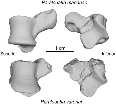 Getting Its Feet on the Ground: Elucidating Paralouatta’s Semi-Terrestriality Using the Virtual Morpho-Functional Toolbox
